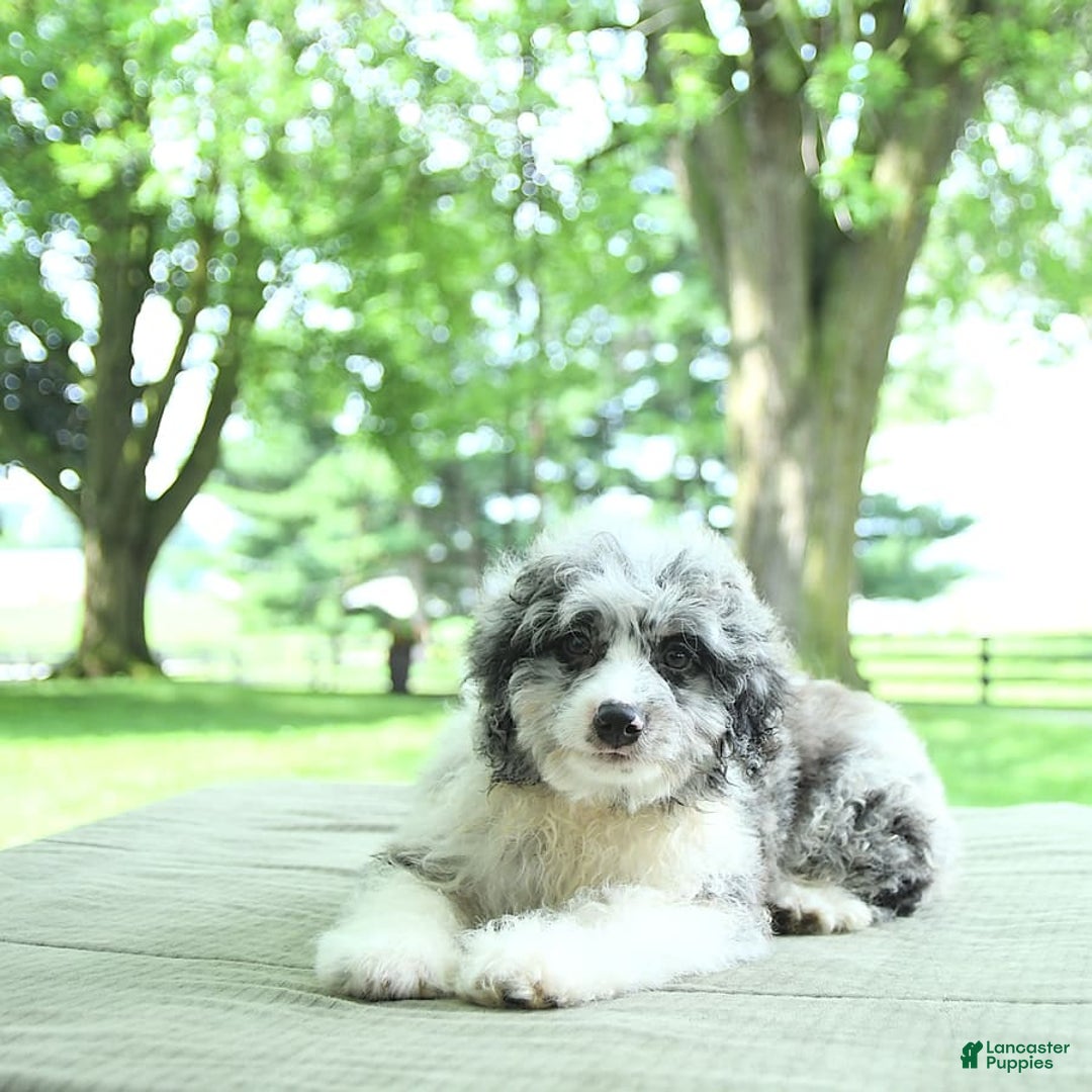 Mini Aussiedoodle dogs for sale: Atlas - Image 1