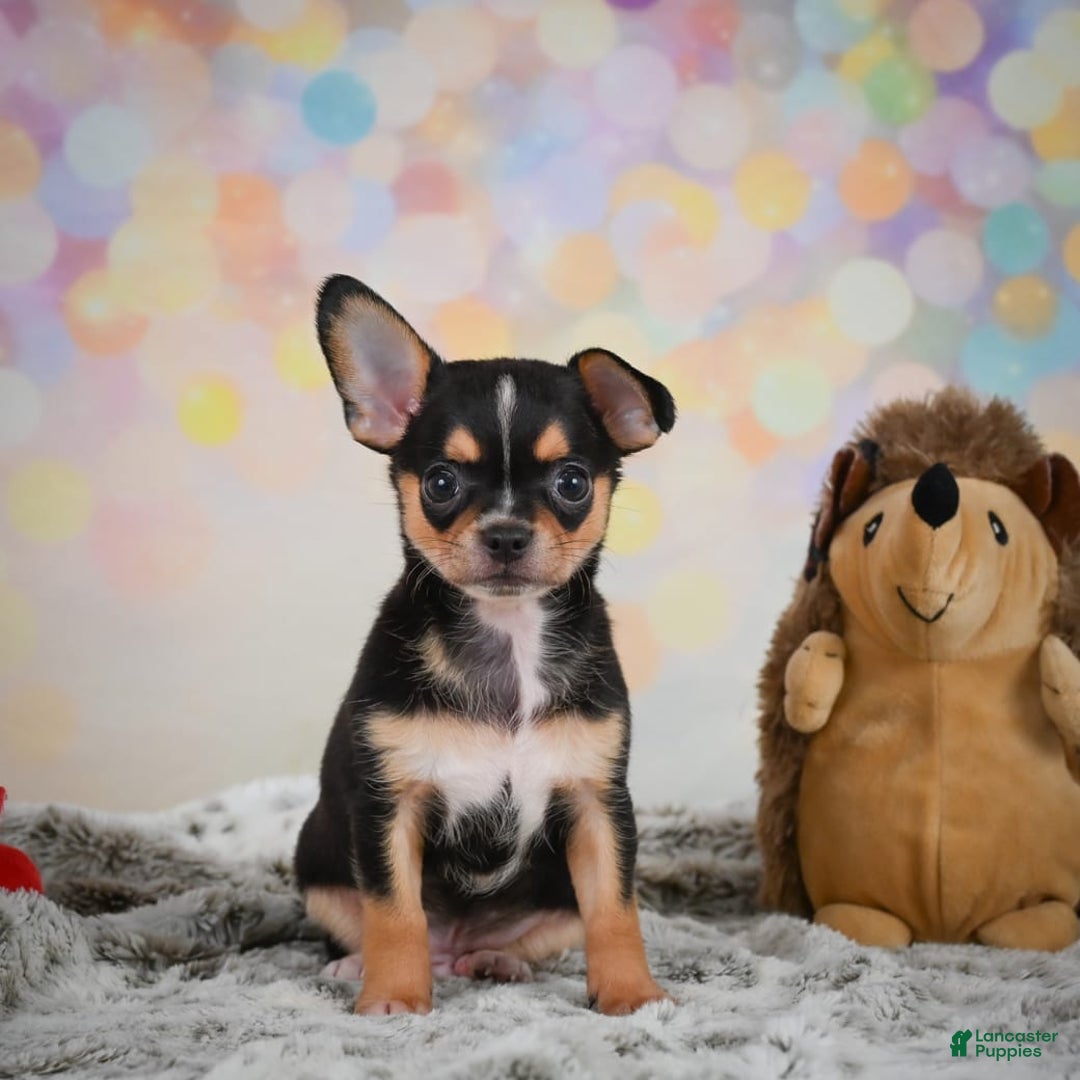 Chihuahua dogs for sale: Truman - Image 6