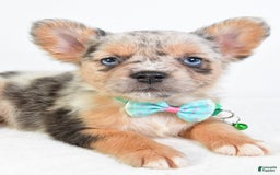 French Bulldog dogs for sale: Candy - Image 2