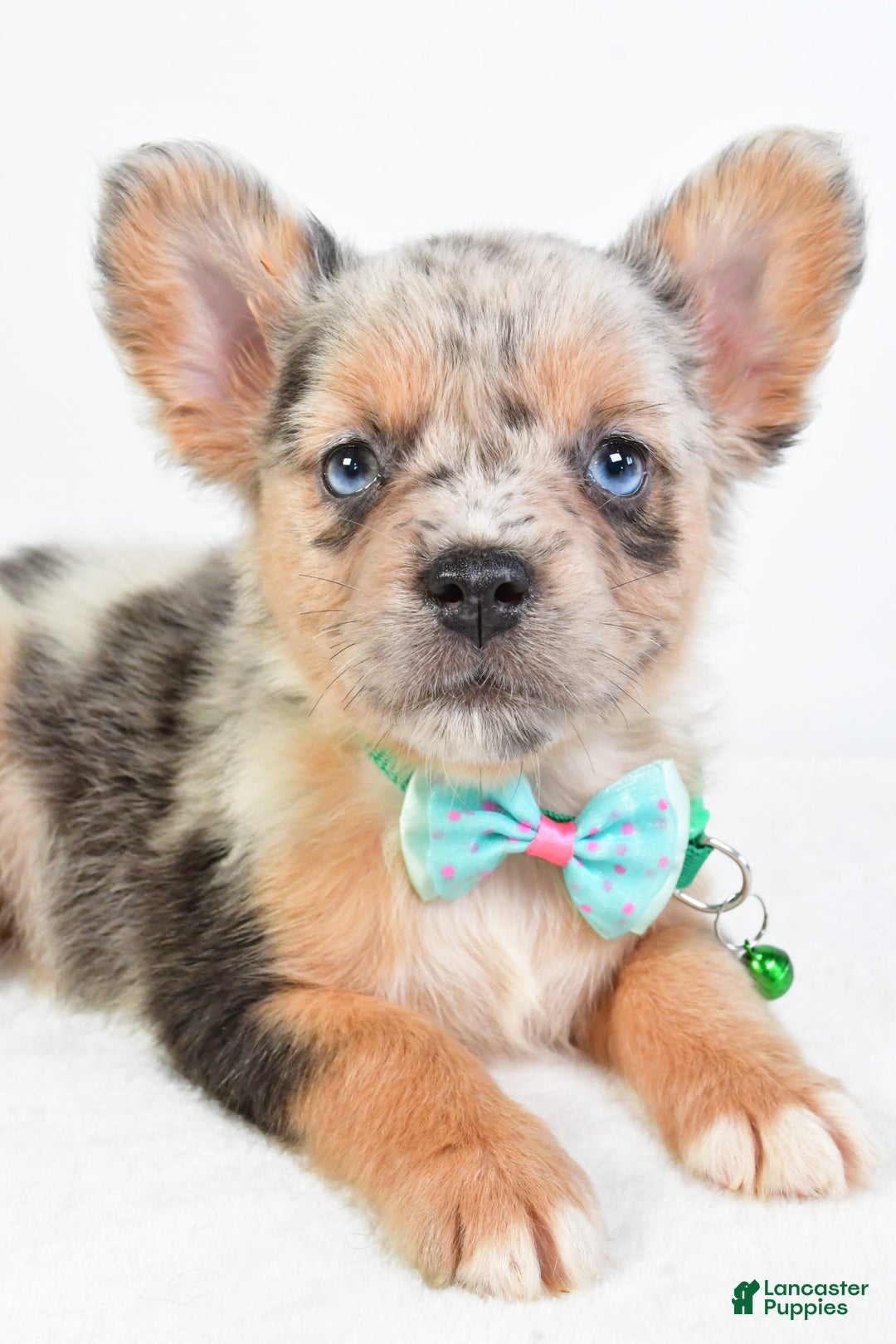 French Bulldog dogs for sale: Candy - Image 2