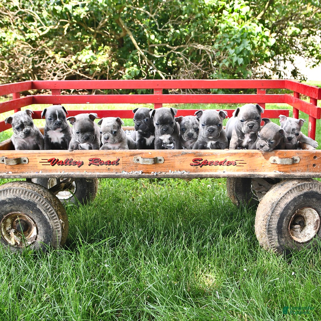 Frenchton dogs for sale: Twinkleberry - Image 4
