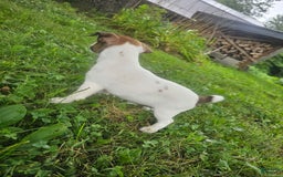 Jack Russell Terrier dogs for sale: Ashley - Image 2
