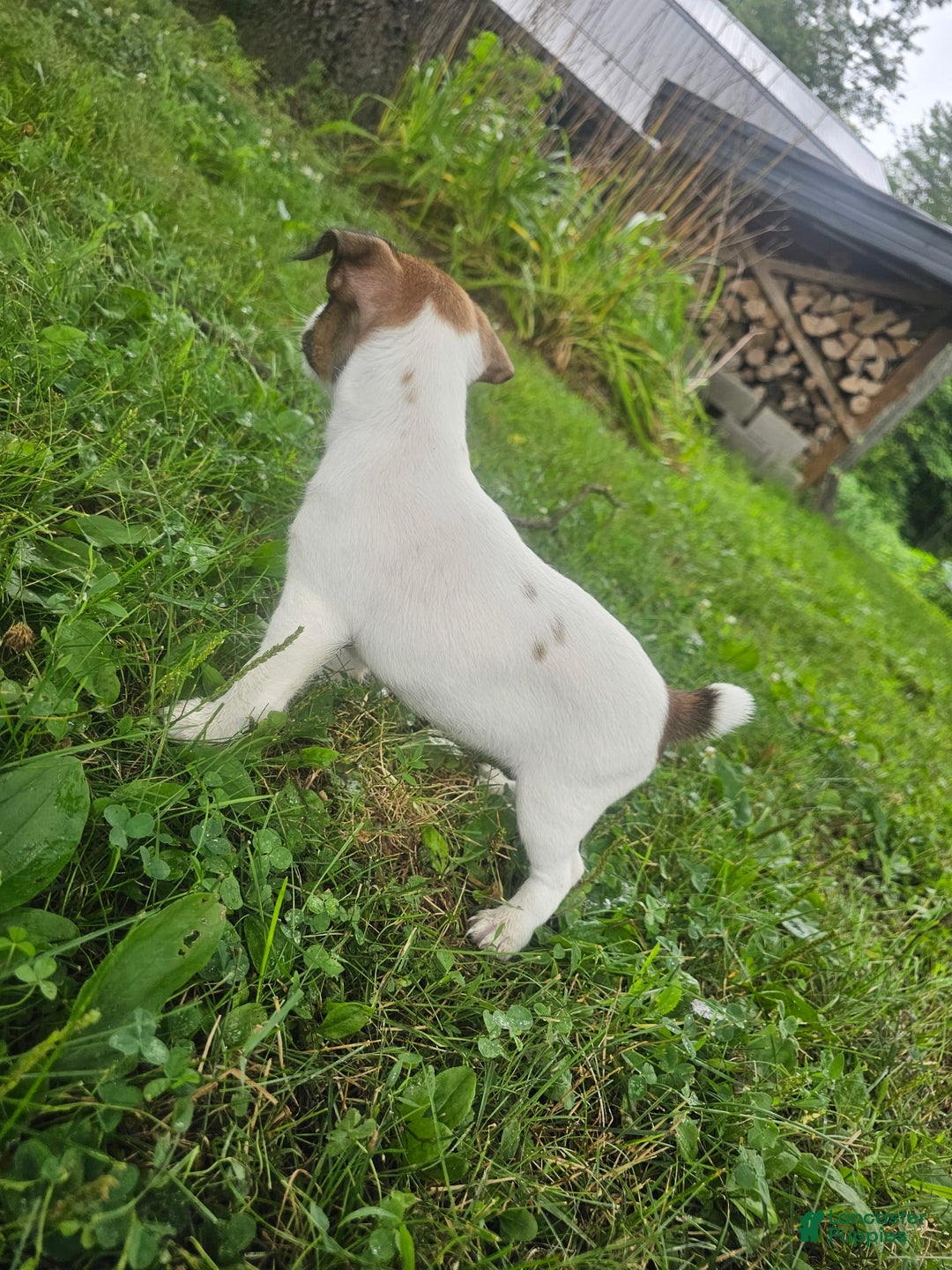 Jack Russell Terrier dogs for sale: Ashley - Image 2