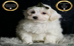 Maltipoo dogs for sale: Atticus - Image 1