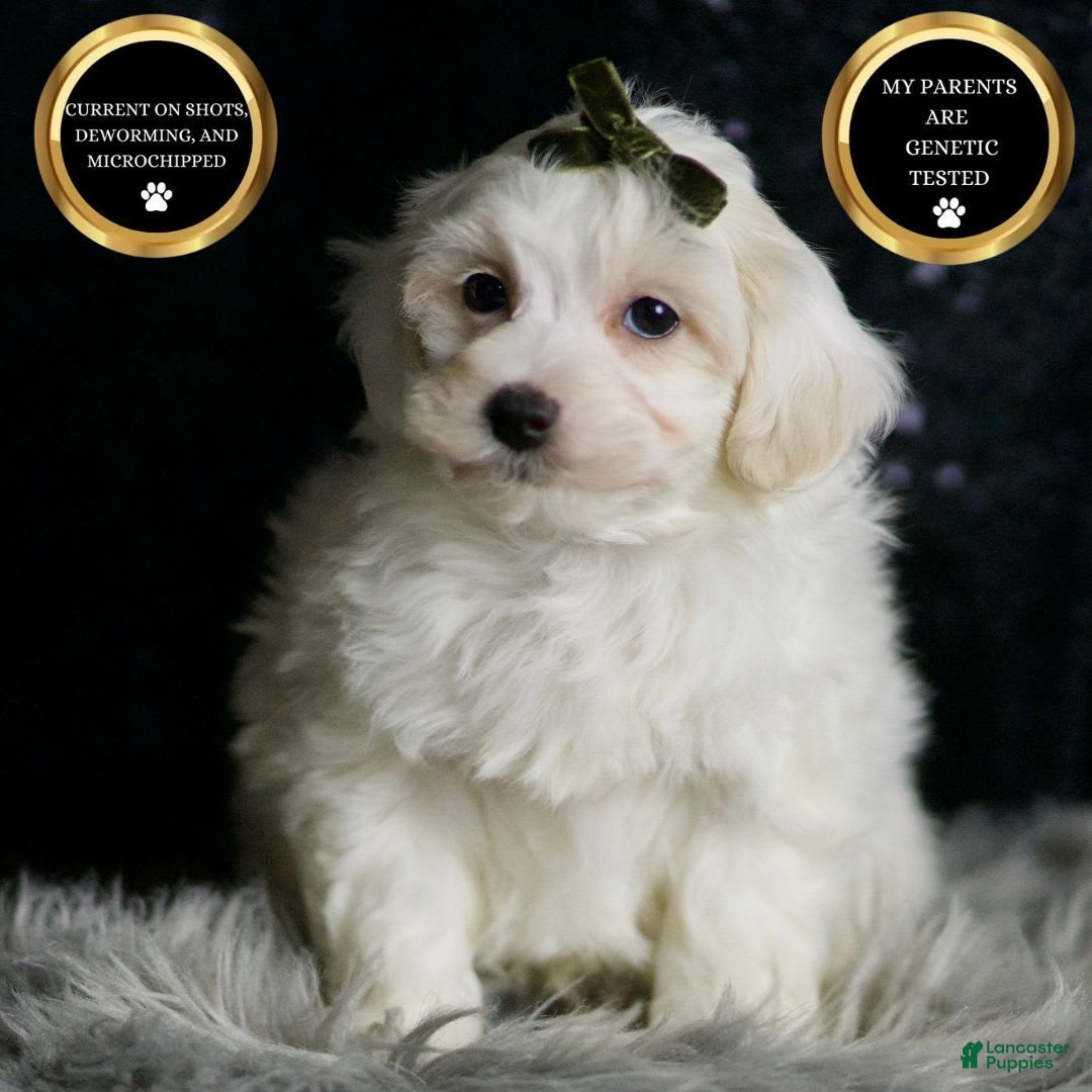 Maltipoo dogs for sale: Atticus - Image 1