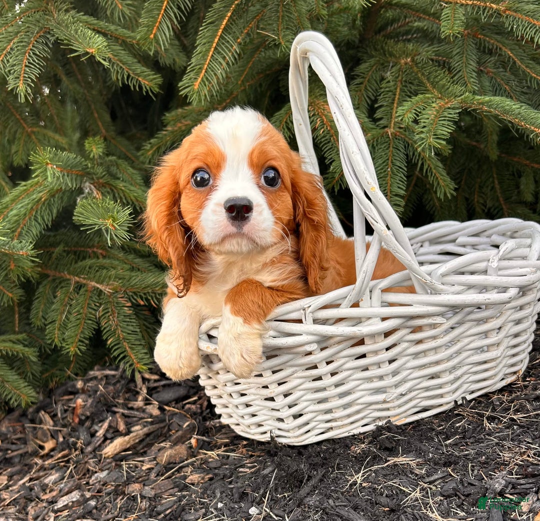 Miniature Bernese Mountain Dog dogs for sale: Annie - Image 11