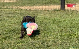 French Bulldog dogs for sale: Clifford - Image 1