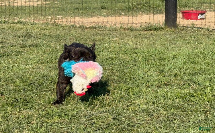 French Bulldog dogs for sale - Ad 3