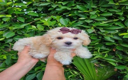 Maltipoo dogs for sale: Adorable Maltipoo - Image 3