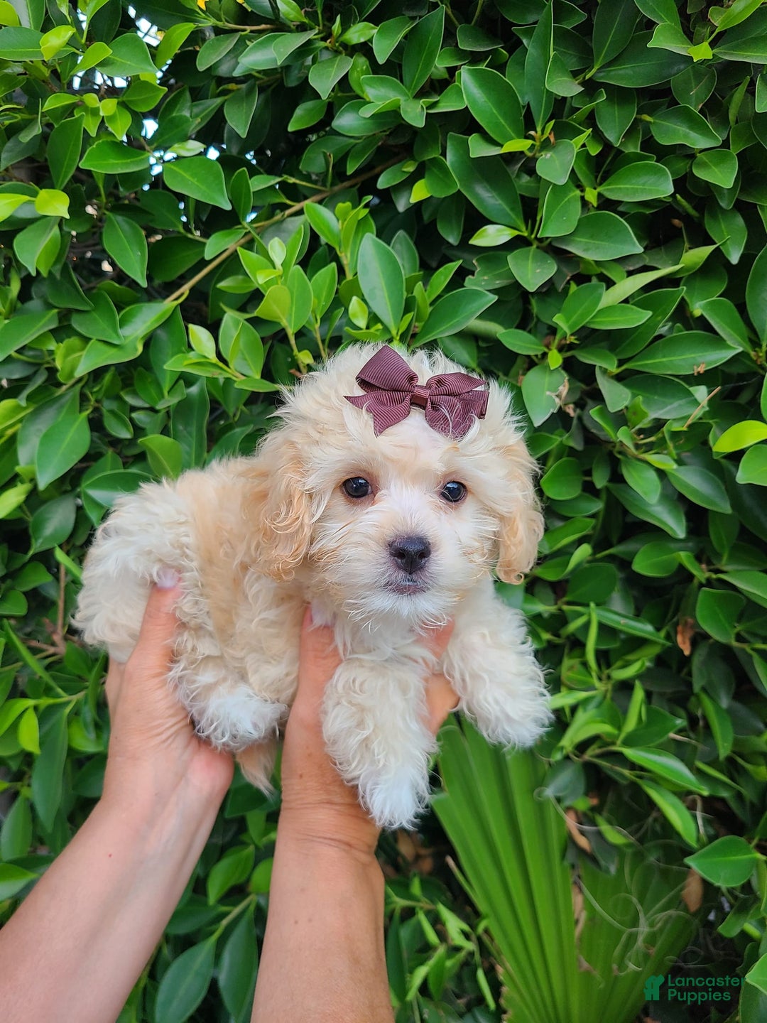 Maltipoo dogs for sale: Adorable Maltipoo - Image 3