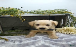 West Highland Terrier dogs for sale: Jasper - Image 5