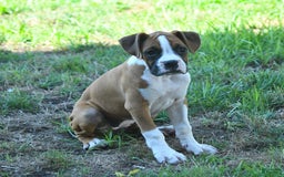 Boxer dogs for sale: Faithful - Image 8