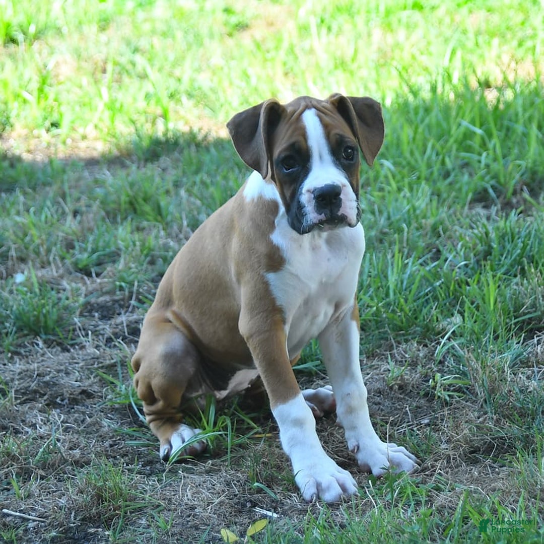 Boxer dogs for sale: Faithful - Image 8