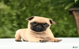 Pug dogs for sale: Sport - Image 8