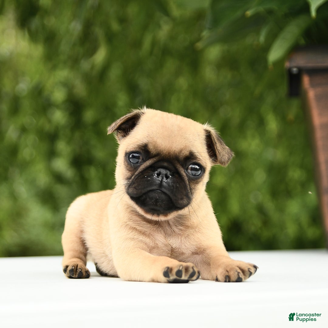 Pug dogs for sale: Sport - Image 8
