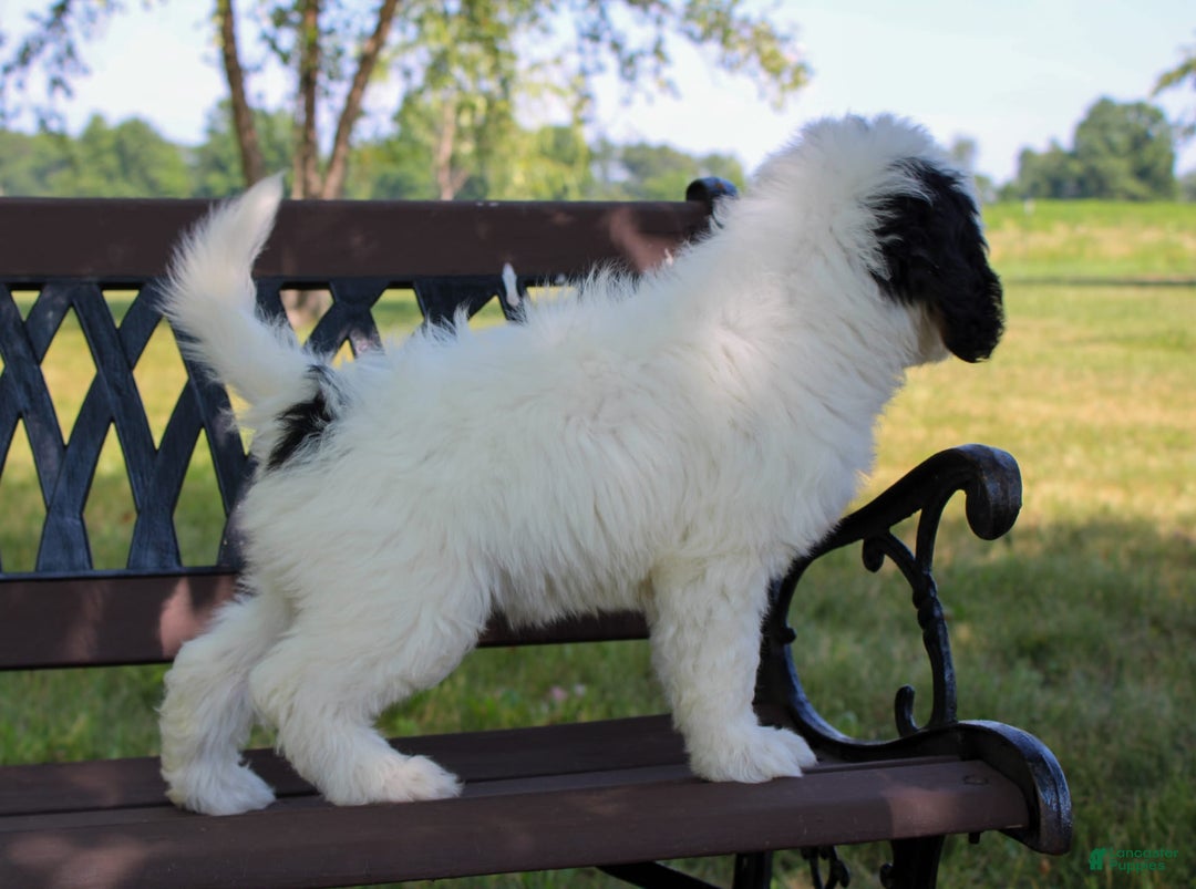 Mini Bernedoodle dogs for sale: Lennon - Image 37