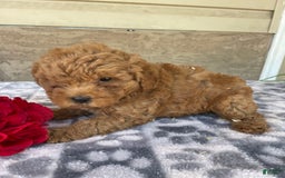 Eskipoo dogs for sale: Leo - Image 2
