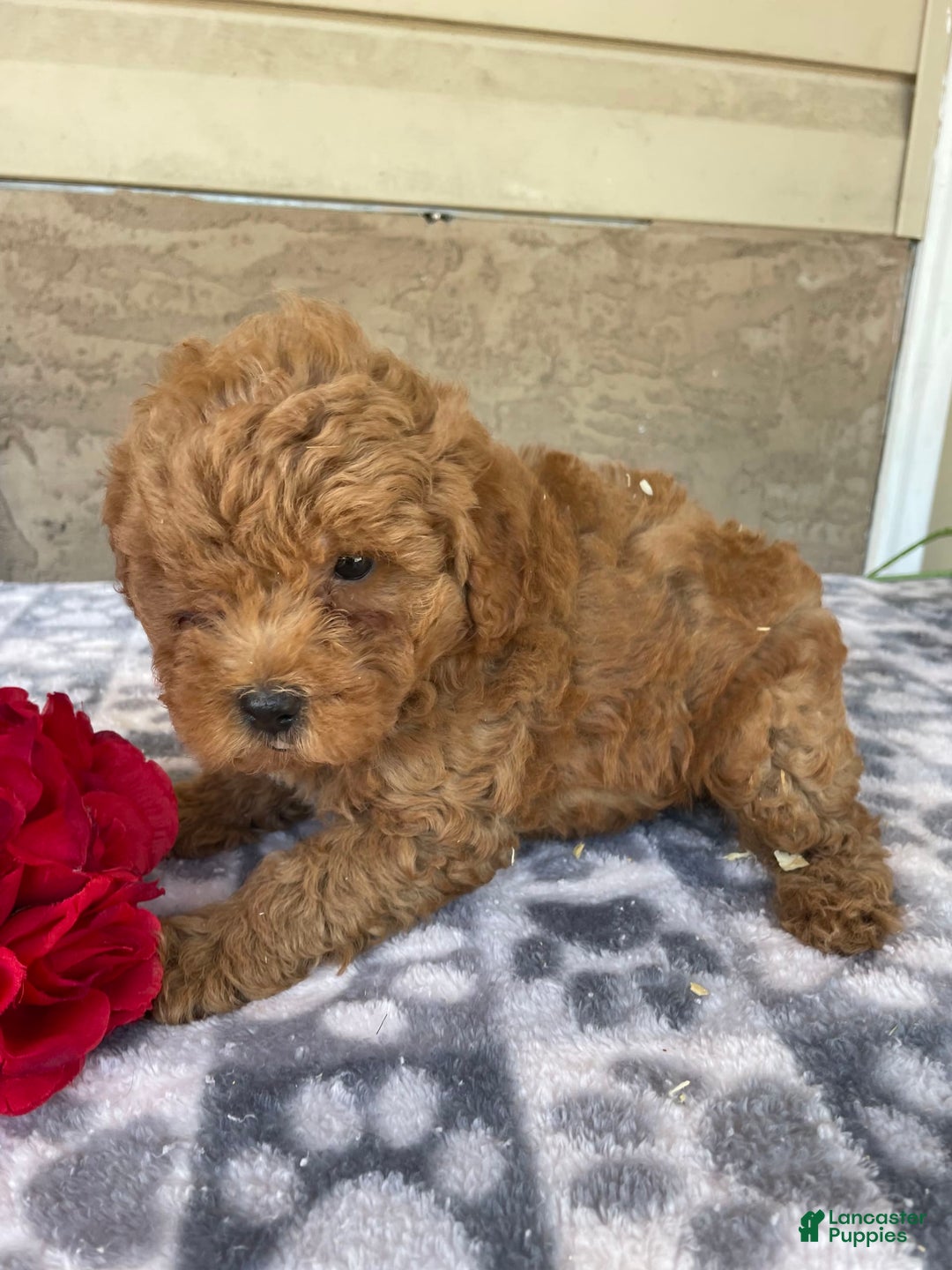 Eskipoo dogs for sale: Leo - Image 2