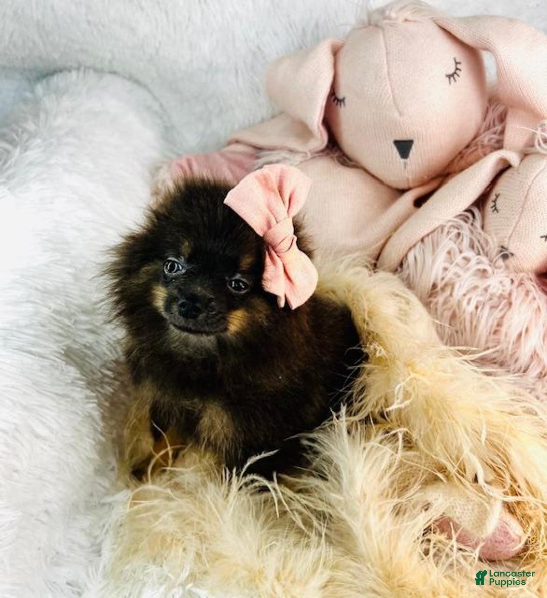 Pomeranian dogs for sale: Precious - Image 1
