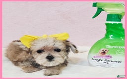Morkie dogs for sale: Gabby - Image 1