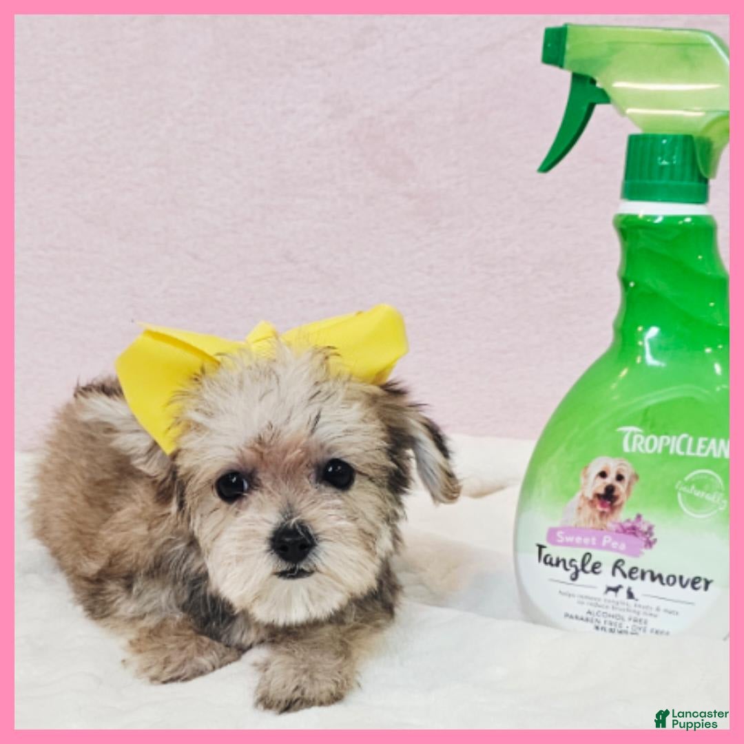 Morkie dogs for sale: Gabby - Image 1