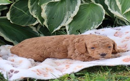 Mini Goldendoodle dogs for sale: Violet - Image 3