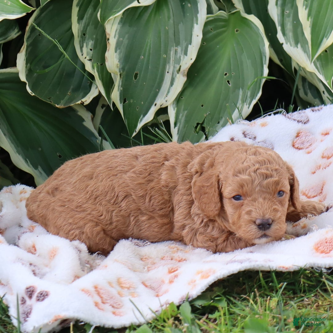Mini Goldendoodle dogs for sale: Violet - Image 3