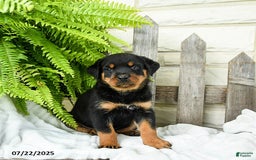 Rottweiler dogs for sale: Rottweiler 9 puppies - Image 18