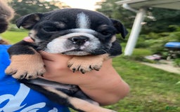 English Bulldog dogs for sale: Cole - Image 2