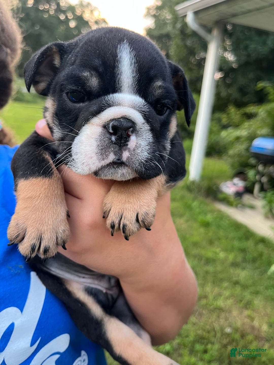 English Bulldog dogs for sale: Cole - Image 2