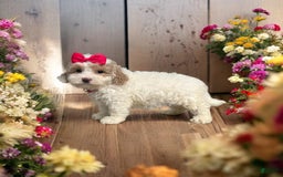 Cavapoo dogs for sale: Cannoli - Image 14