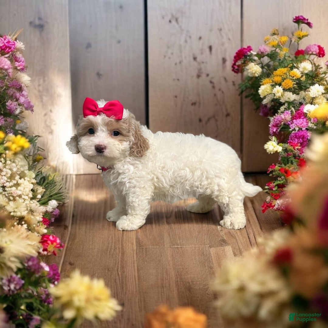 Cavapoo dogs for sale: Cannoli - Image 14