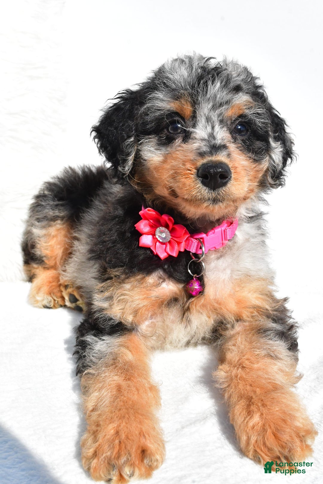 Mini Aussiedoodle dogs for sale: Ellia - Image 3
