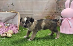 Catahoula Leopard Dog dogs for sale: Goldie 2025 F1 - Image 18