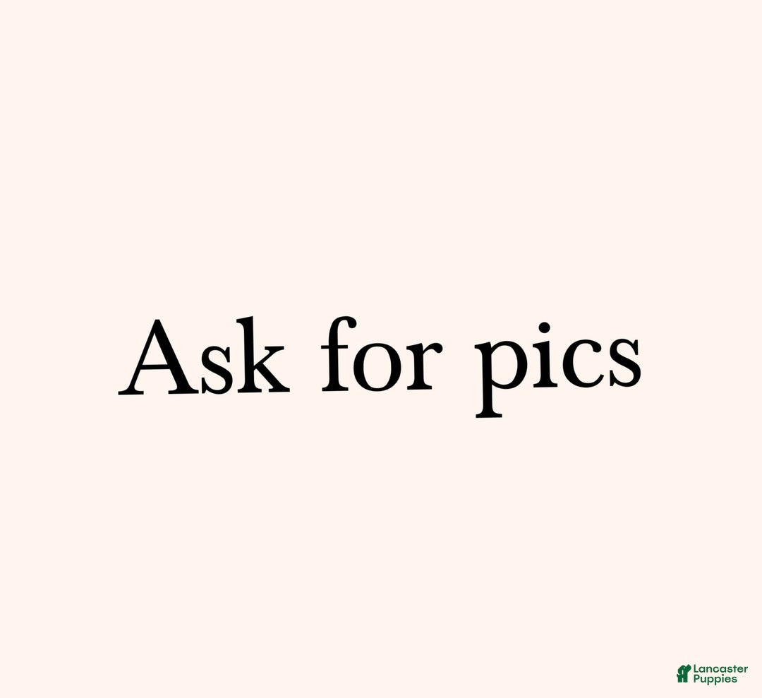 Pomeranian dogs for sale: Desiree - Image 17