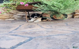 English Springer Spaniel dogs for sale: Eddie - Image 3