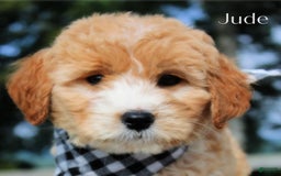 Goldendoodle dogs for sale: Jude - Image 2
