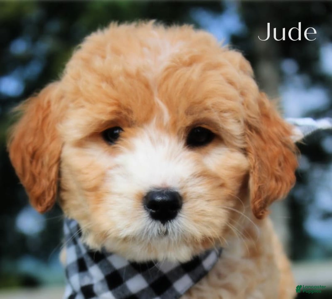 Goldendoodle dogs for sale: Jude - Image 2