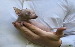 Chihuahua dogs for sale: Trumpette - Image 8