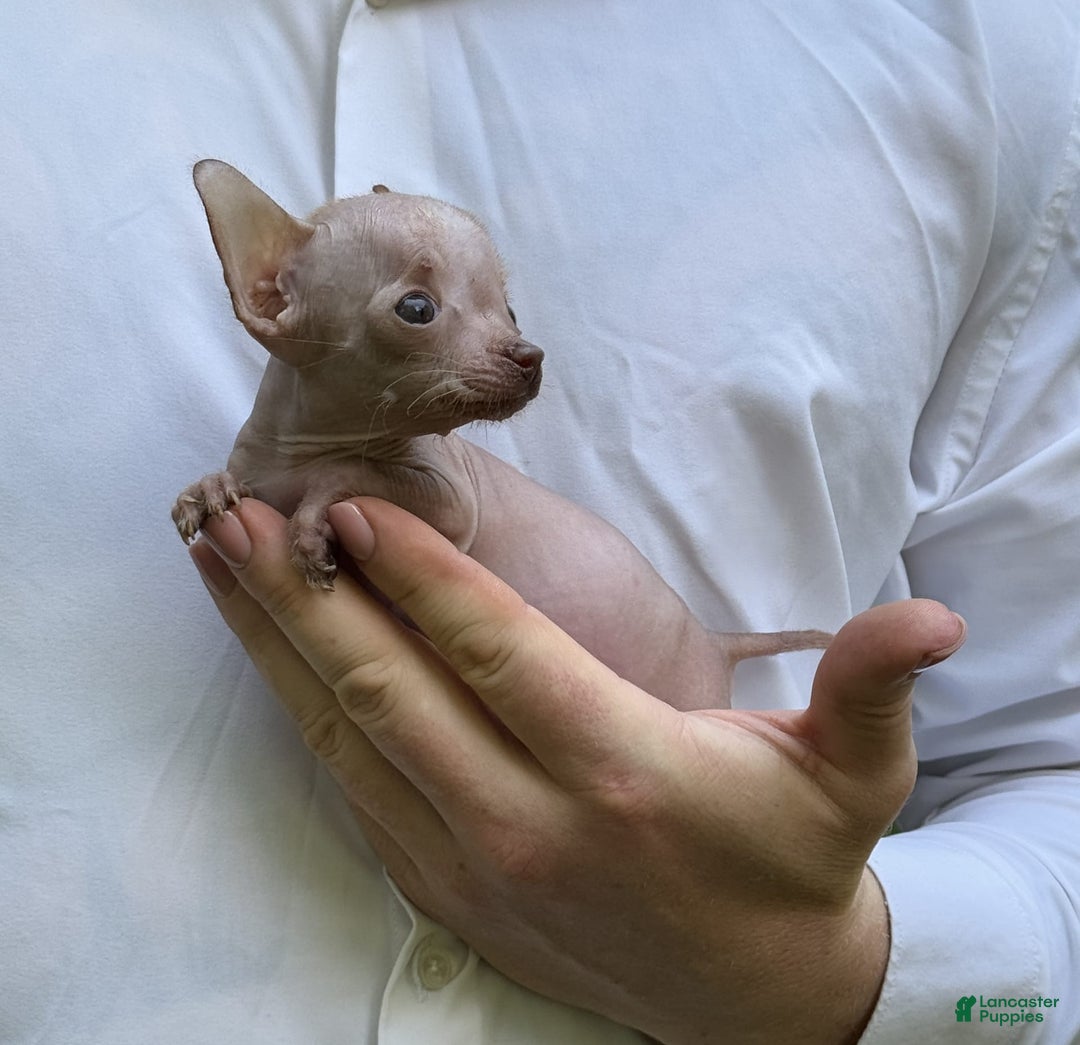 Chihuahua dogs for sale: Trumpette - Image 8