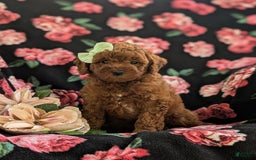 Miniature Poodle dogs for sale: Miniature Poodle 4 puppies - Image 12