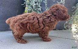 Toy Poodle dogs for sale: Jax - Image 6
