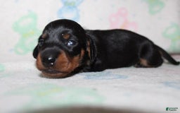 Dachshund dogs for sale: Raven Girl 2 - Image 8