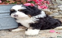 Mini Bernedoodle dogs for sale: Banjo - Image 9