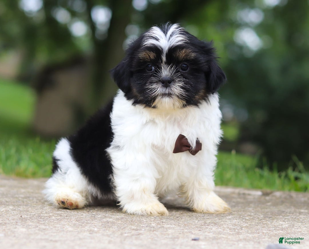 Shih Tzu dogs for sale: Zeke - Image 1