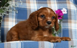 Cavalier King Charles Spaniel dogs for sale: August - Image 4