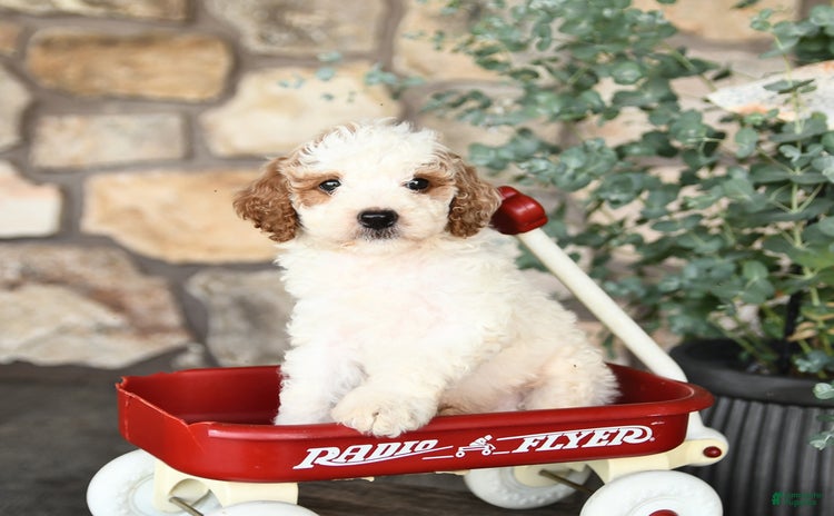 Mini Goldendoodle dogs for sale - Ad 3