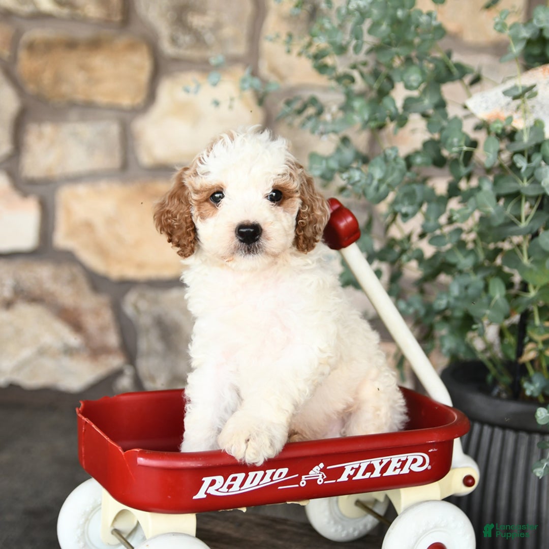 Mini Goldendoodle dogs for sale: Cupcake - Image 1