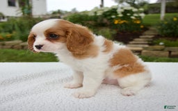 Cavalier King Charles Spaniel dogs for sale: Cavalier King Charles Spaniel 3 puppies - Image 13