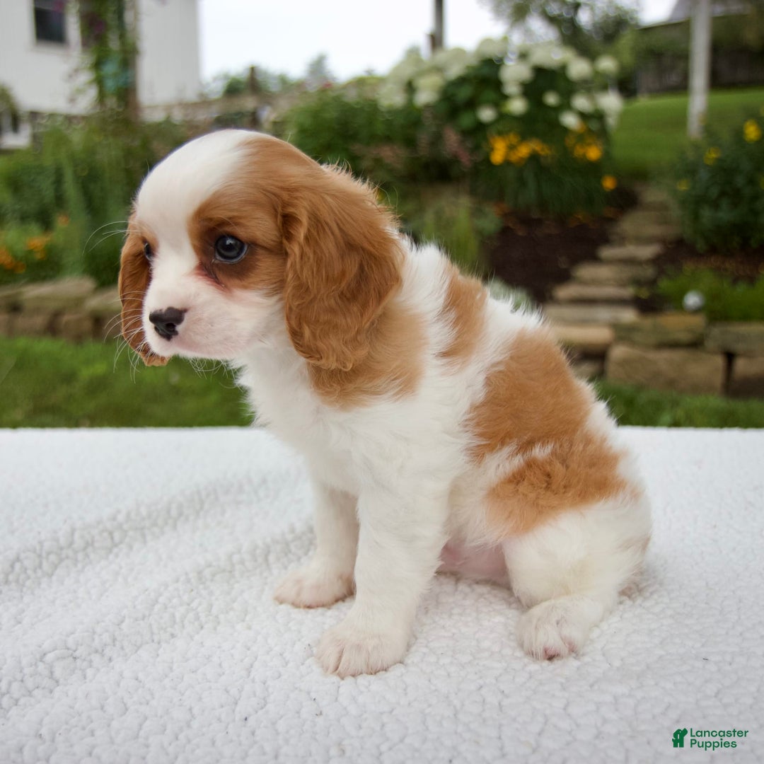 Cavalier King Charles Spaniel dogs for sale: Cavalier King Charles Spaniel 3 puppies - Image 13
